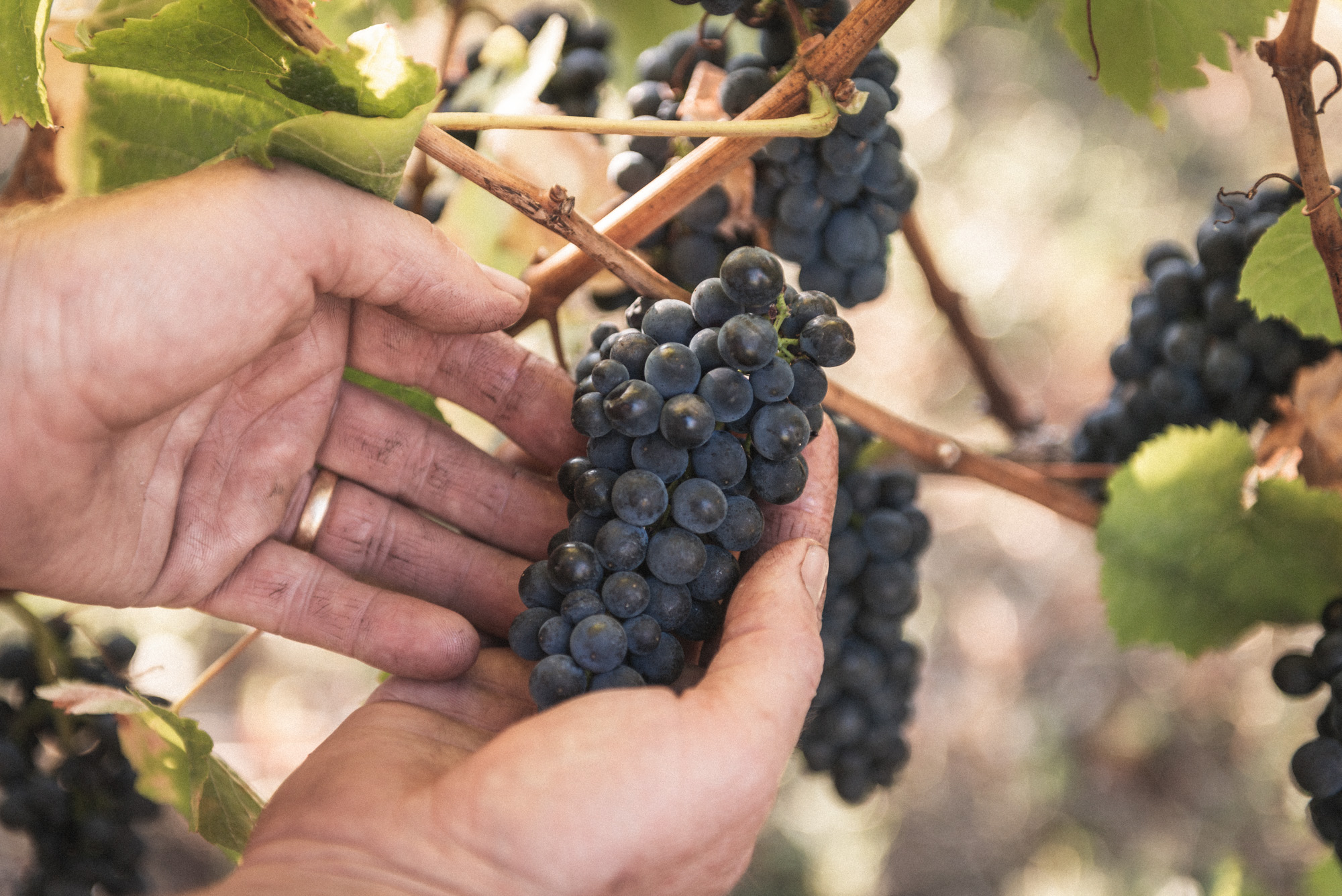 Martinborough Vineyard Grapes on vine